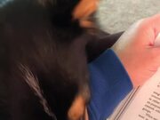 Corgi Wants Attention While Owner Tries to Study