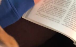 Corgi Wants Attention While Owner Tries to Study - Animals - VIDEOTIME.COM