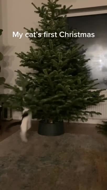 Excited Cat Jumps Around Christmas Tree