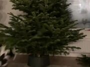 Excited Cat Jumps Around Christmas Tree