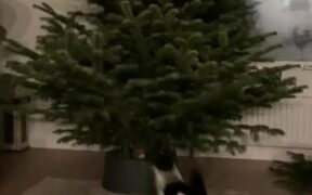 Excited Cat Jumps Around Christmas Tree - Animals - VIDEOTIME.COM
