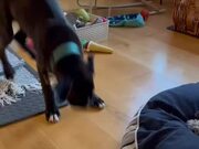 Animated Puppy Throws a Tantrum