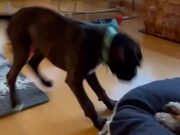 Animated Puppy Throws a Tantrum