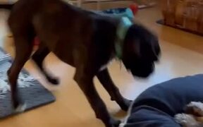 Animated Puppy Throws a Tantrum - Animals - VIDEOTIME.COM