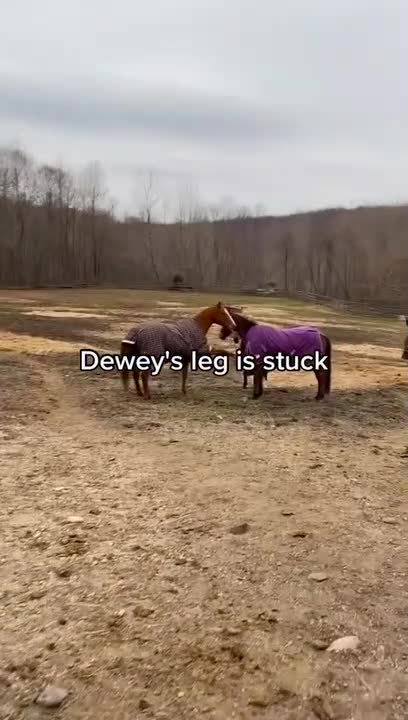 Horse Gets His Shoe Stuck on Another One's Blanket