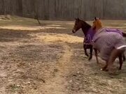 Horse Gets His Shoe Stuck on Another One's Blanket
