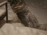 Dog Shakes off Snow From His Body