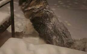 Dog Shakes off Snow From His Body - Animals - VIDEOTIME.COM
