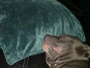 A Dog Aims To Keep The World Awake With His Snores