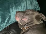 A Dog Aims To Keep The World Awake With His Snores