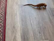 Foodie Bearded Dragon Scares Dog 