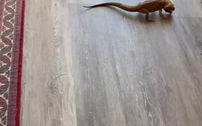 Foodie Bearded Dragon Scares Dog  - Animals - VIDEOTIME.COM
