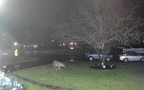 Deers Ripping Christmas Lights Off Front Yard