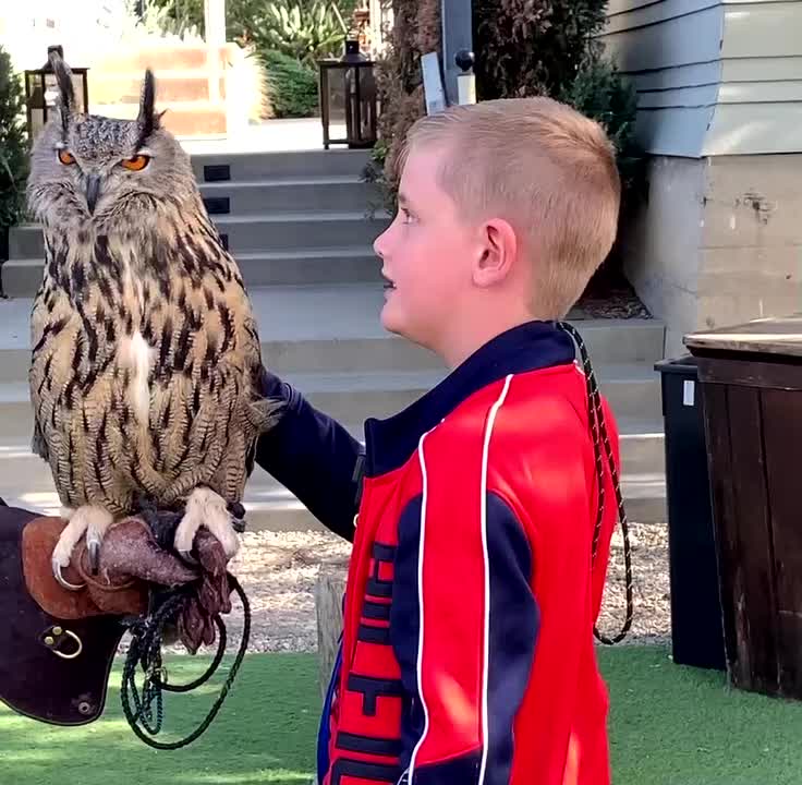 Boy Gets Scared Petting Eurasian Eagle Owl