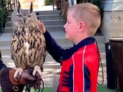Boy Gets Scared Petting Eurasian Eagle Owl