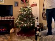 Dog Gets Bunch of Tennis Balls for Christmas Gift