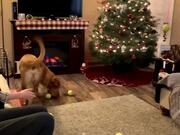 Dog Gets Bunch of Tennis Balls for Christmas Gift
