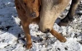 Quarter Horse Pulls Golden Retriever's Leg - Animals - VIDEOTIME.COM