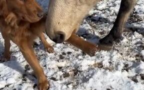Quarter Horse Pulls Golden Retriever's Leg - Animals - VIDEOTIME.COM