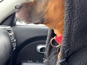 Dog Shivers in Cold Inside Car
