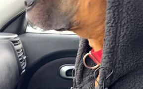 Dog Shivers in Cold Inside Car - Animals - VIDEOTIME.COM