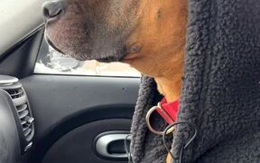 Dog Shivers in Cold Inside Car - Animals - VIDEOTIME.COM