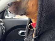 Dog Shivers in Cold Inside Car