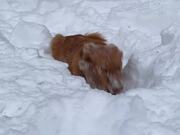 Dog Digs Into Snow And Eats It
