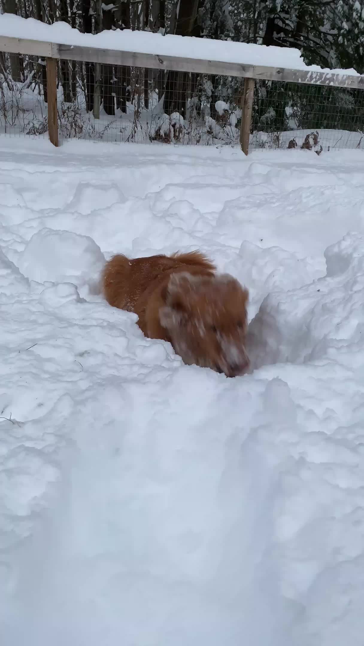 Dog Digs Into Snow And Eats It