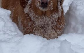 Dog Digs Into Snow And Eats It - Animals - VIDEOTIME.COM