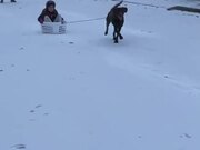 Dog Pulls Girl Through Snow & Crashes Into Mother