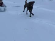 Dog Pulls Girl Through Snow & Crashes Into Mother