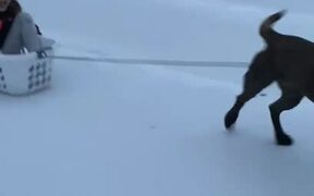 Dog Pulls Girl Through Snow & Crashes Into Mother - Animals - VIDEOTIME.COM