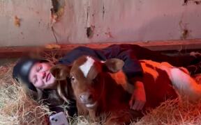 Girl Cuddles With Calf to Keep Him Warm - Animals - VIDEOTIME.COM