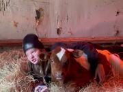 Girl Cuddles With Calf to Keep Him Warm