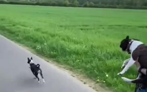 Boston Terrier Makes Hilarious Barking Sound - Animals - VIDEOTIME.COM