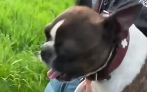 Boston Terrier Makes Hilarious Barking Sound - Animals - VIDEOTIME.COM