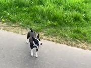 Boston Terrier Makes Hilarious Barking Sound