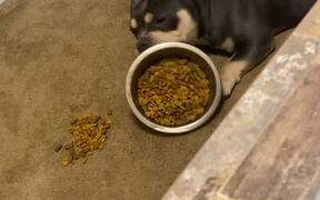 Dog Throws Tantrum Since he Didn't Like His Food - Animals - VIDEOTIME.COM
