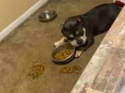 Dog Throws Tantrum Since he Didn't Like His Food