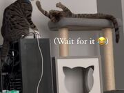 Kitten Tumbles Off Cat Tree While Playing With Cat