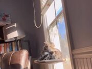 Kitten Falls Off a Basket While Fighting With Tail