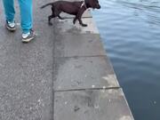 Limnophobic Dog Decides To Squash Her Fears