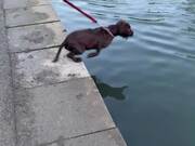 Limnophobic Dog Decides To Squash Her Fears