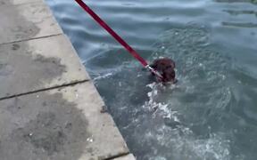 Limnophobic Dog Decides To Squash Her Fears - Animals - VIDEOTIME.COM