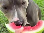 Pitbull Makes Human-Like Chewing Sounds