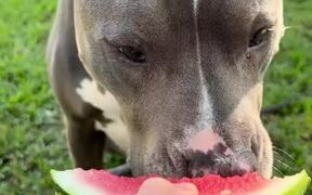 Pitbull Makes Human-Like Chewing Sounds - Animals - VIDEOTIME.COM