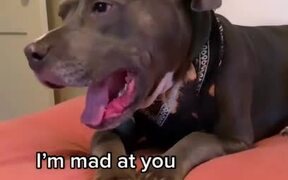 Upset Pit Bull Argues With Owner