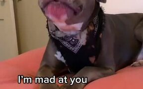 Upset Pit Bull Argues With Owner - Animals - VIDEOTIME.COM