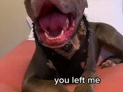 Upset Pit Bull Argues With Owner
